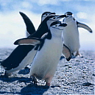 Pinguine